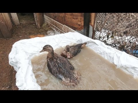 Нагавка//Лучший шнурок для нагавки//Подсадная утка - YouTube