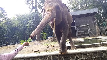NANASISNA-Elephant hungry at Ragunan Zoo
