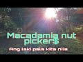 MACADAMIA NUT PICKER$$$: (Tagalog with English subtitles) Ang laki pala kita nila.