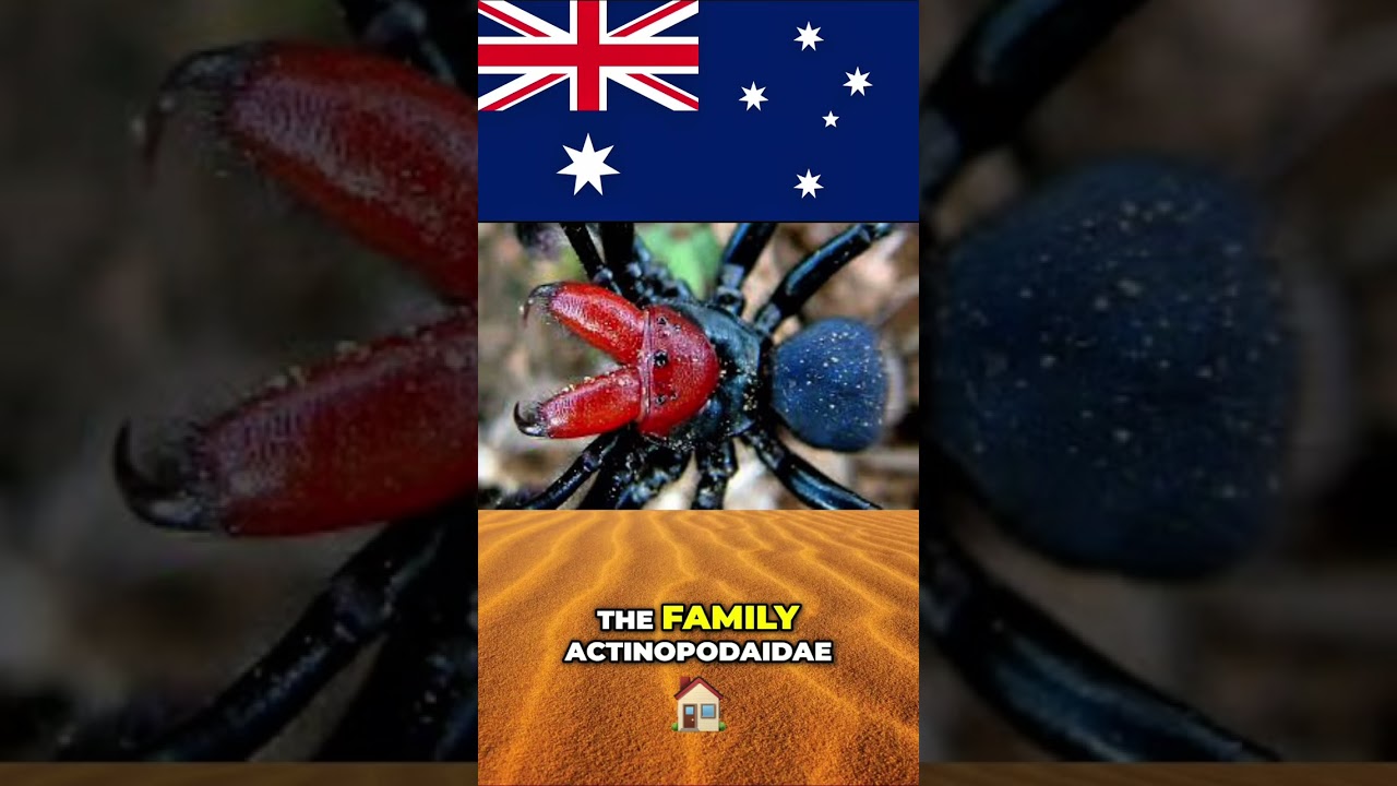 Australia's Deadliest Spiders: Mouse Spiders! 