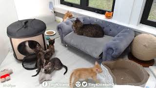 Moms reunite with their kittens (and Grandpa Mason) - TinyKittens.com