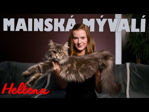 Video: Mainské Mývalie Mačky A Deti: Skvelá Kombinácia