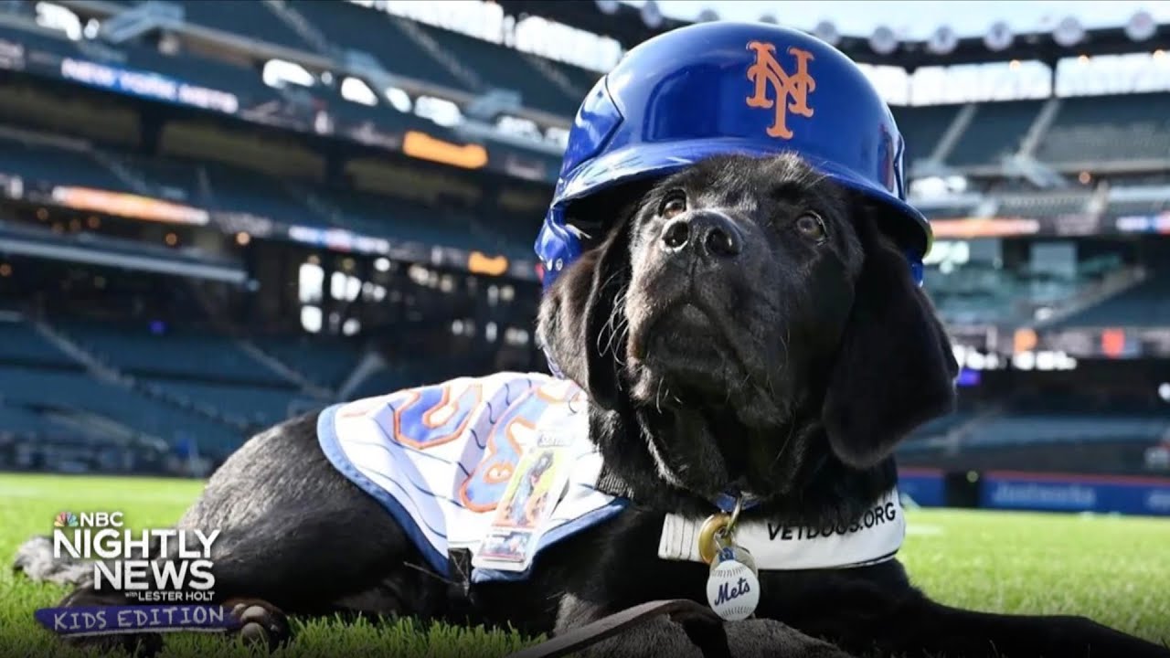 Meet the New York Mets service pup, Seaver