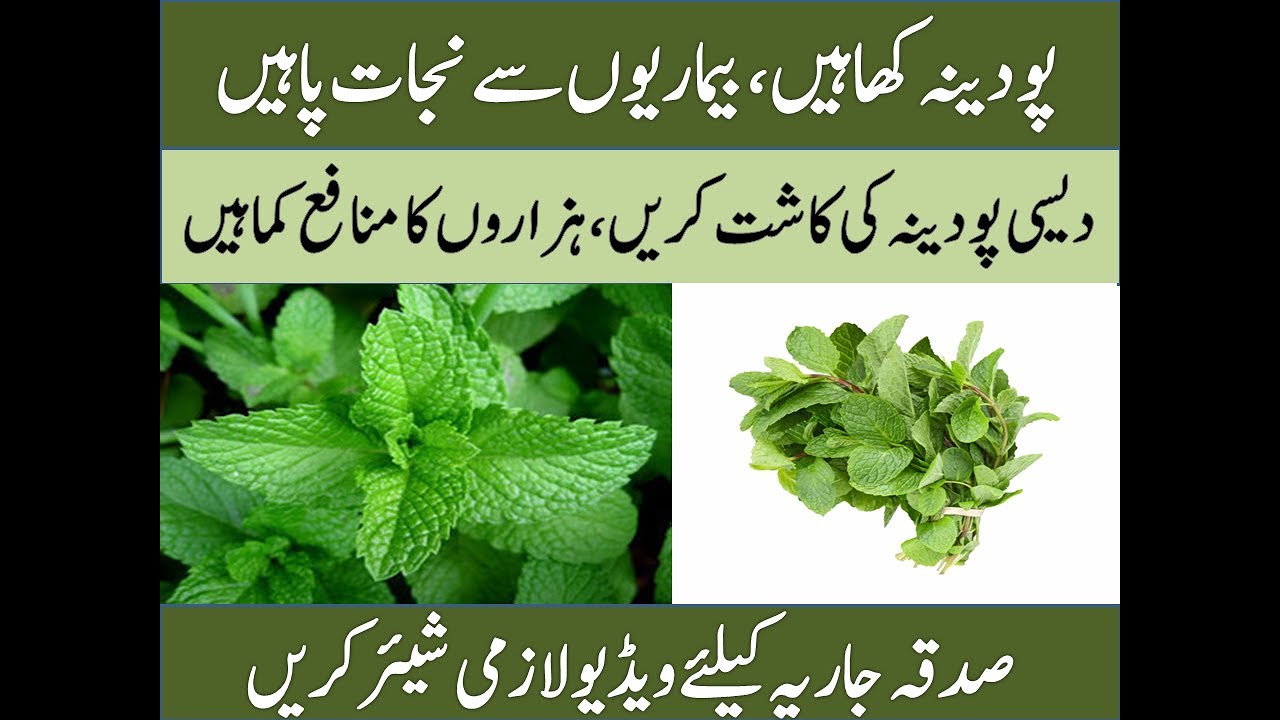 Cultivation of Desi Mint (Desi Podina ), benefits of Podina, how to earn maximum profit from Mint.