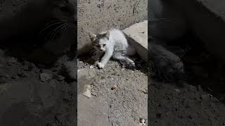 Just wanting to be loved #rescuecat #cute #pets #meow #viral #shorts