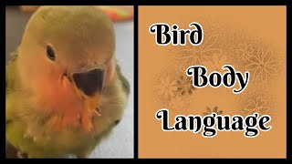 Body Language Of A Happy Lovebird