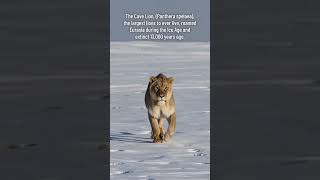 Cave Lion - Extinct Species #mammal