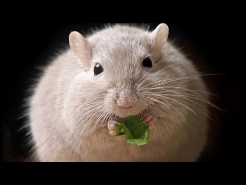 Genetically Starving: DNA and Appetite - Professor Steve Jones thumbnail