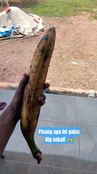 I've just seen a banana this big, but it's not a horned oisang #banana #homegardening #shortsvide...