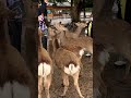 Short nara deer park japan  4k