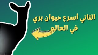 ما هو ثاني أسرع حيوان بري في العالم؟