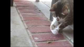 Cat vs. Grasshopper