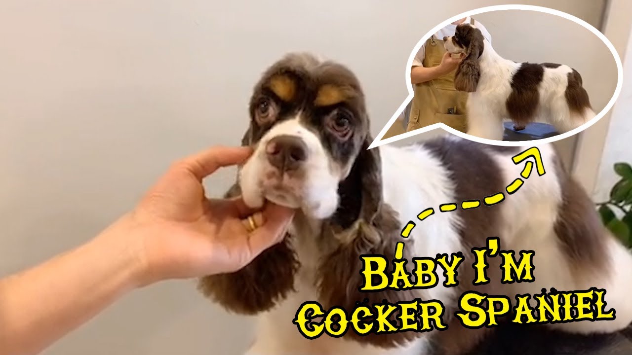 Cocker Spaniel Grooming Time | Cocker Spaniel Puppy Got The First Grooming