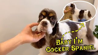 Cocker Spaniel Grooming Time | Cocker Spaniel Puppy Got The First Grooming