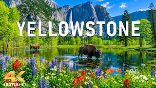 Celebrity Yellowstone 4K – Gentle Spring 2026 🌸 Blooming Meadows, Flowing Rivers & Peaceful Wildlife Net Worth