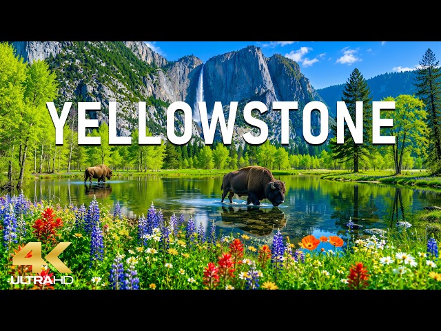 Yellowstone 4K – Gentle Spring 2026 🌸 Blooming Meadows, Flowing