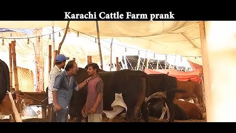 DONKEY PRANK IN CATTLE FARM | BY AMIR BABA | AMIR BABA PRANKSTER OFFICIAL