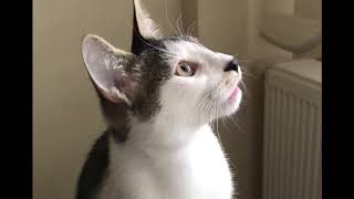 Kediler Sinek Görünce Nasıl Ses Çıkarırlar - Gorbi Sinek Görünce Resimi