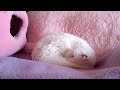 ちーちゃんライブ 200330