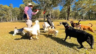 Kelpies, Cattle Dogs, Boxers, French Bulldogs and Golden Retrievers showing us their lure coursing