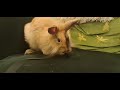 #funnyvideo #bunny #pets #crazy #jumping #petlover