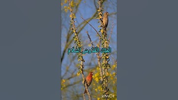 تلاوه نادره من سورة الحشر #quran #اكسبلور #المصحف #القرآن_الكريم #الحشر #سورة