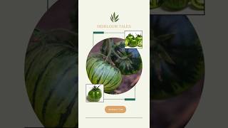 "Heirloom Tomato Tart with Green Zebra Tomatoes" with Mulberry Tree's Heirloom Tales