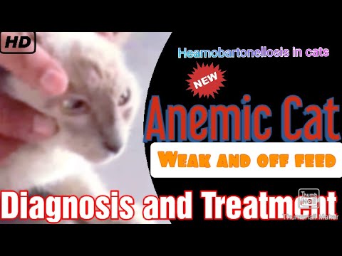 Video: Parasitic Blood Infection (Haemobartonellosis) Sa Cats