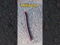 Millipede vs centipede shorts millipede centipede