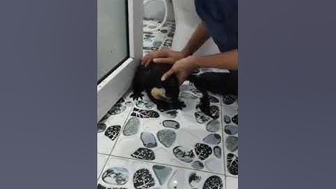 Tắm cho bạn Sóc Côn Đảo