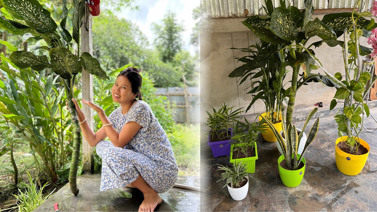 Ani lucky Bamboo bangsukha😊