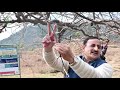 Kiwi training & pruning | Dr YS Parmar University of Horticulture & Forestry, Nauni