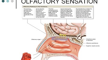 CHAPTER 14 Recorded Lecture