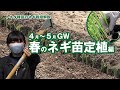 【ネギの植え方4月5月GW】２回の剪葉でガッチリ苗 初心者・家庭菜園・直売出荷　2～3月にセルトレイ播種→4月～5月GWに定植→秋冬年内収穫　苦土石灰酸度調整・全面・溝施用の２段元肥 トキタ種苗