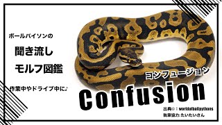 ボールパイソンの聞き流し モルフ図鑑 コンフュージョン Confusion
