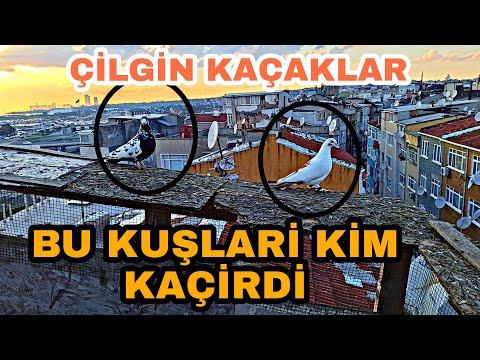 BÜYÜK BASKİN YEDİK BASİMİZ DÖNDÜ KUŞLARDAN