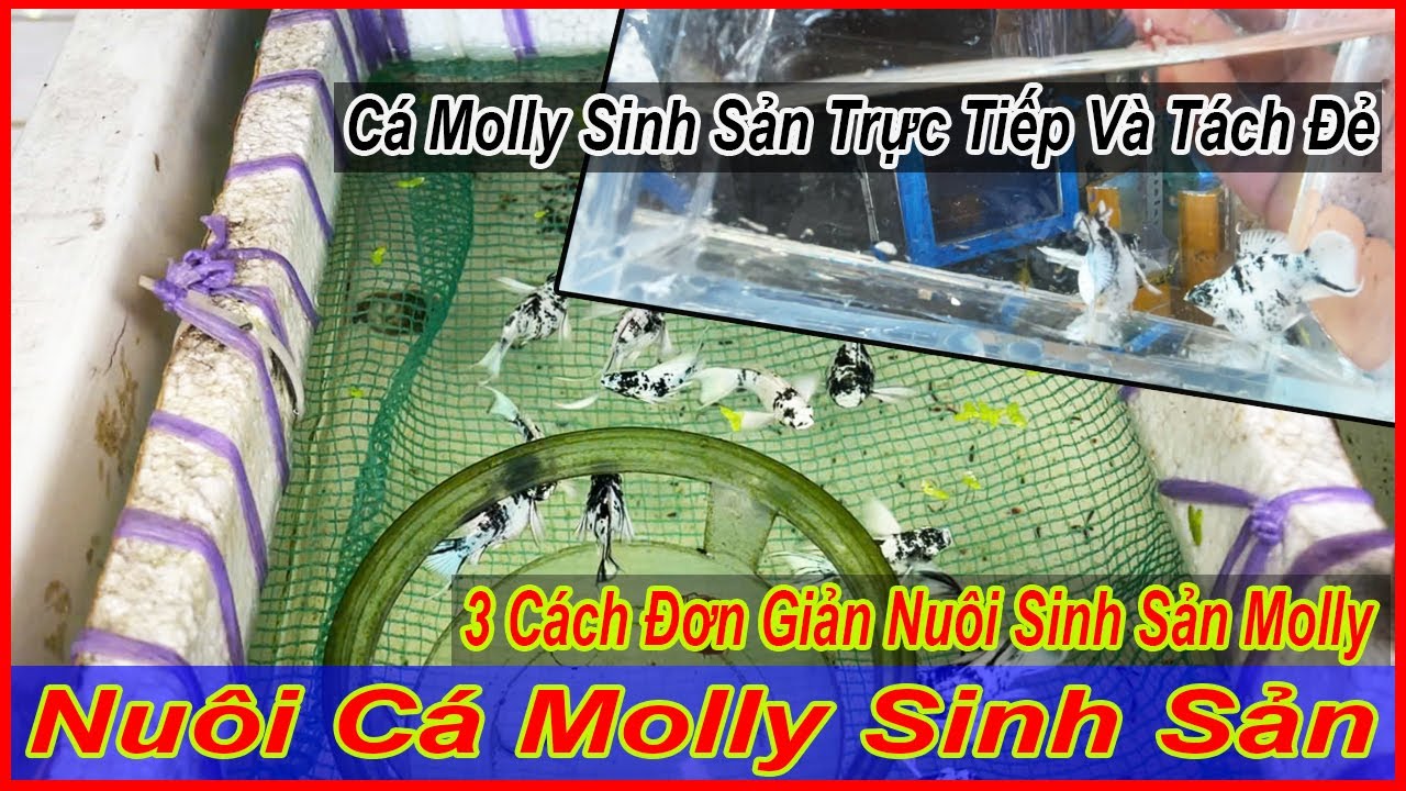 3 cách ghép nuôi molly sinh sản đơn giản, phù hợp với mọi người |DLB Vlog