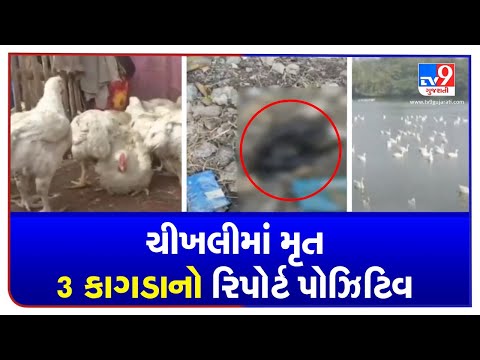 Gujarat: Dead bird samples test positive for bird flu in Chikhli | TV9News