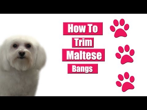 How To Trim Maltese Bangs