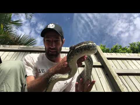 Carpet Python Eats a Chicken