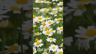 shorts: Blossoming Meadow @dreamshot