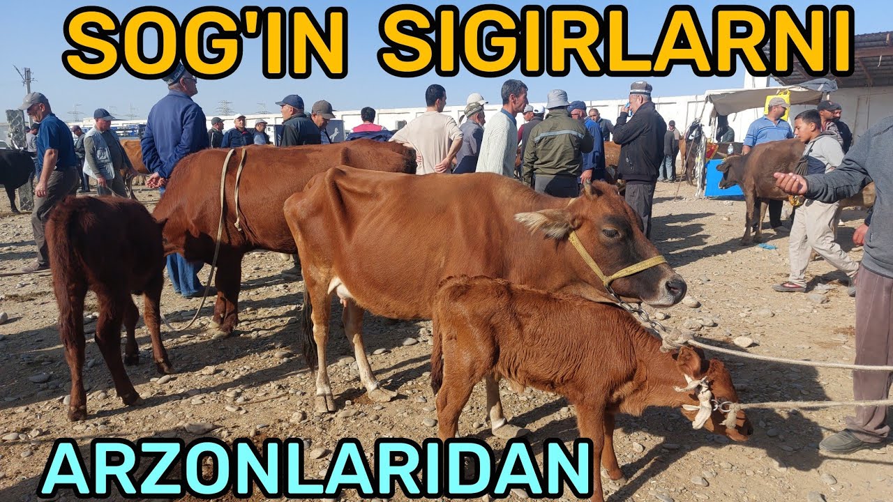 1.03.2026 ONA BOLA SOG'IN SIGIRLARNI ARZONLARIDAN QARSHI KARVON MOL BOZORIDA 