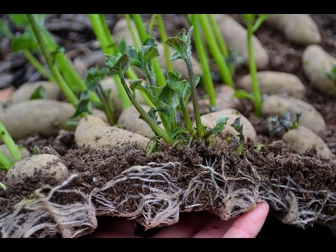 Video: Information om att plantera potatis i halm