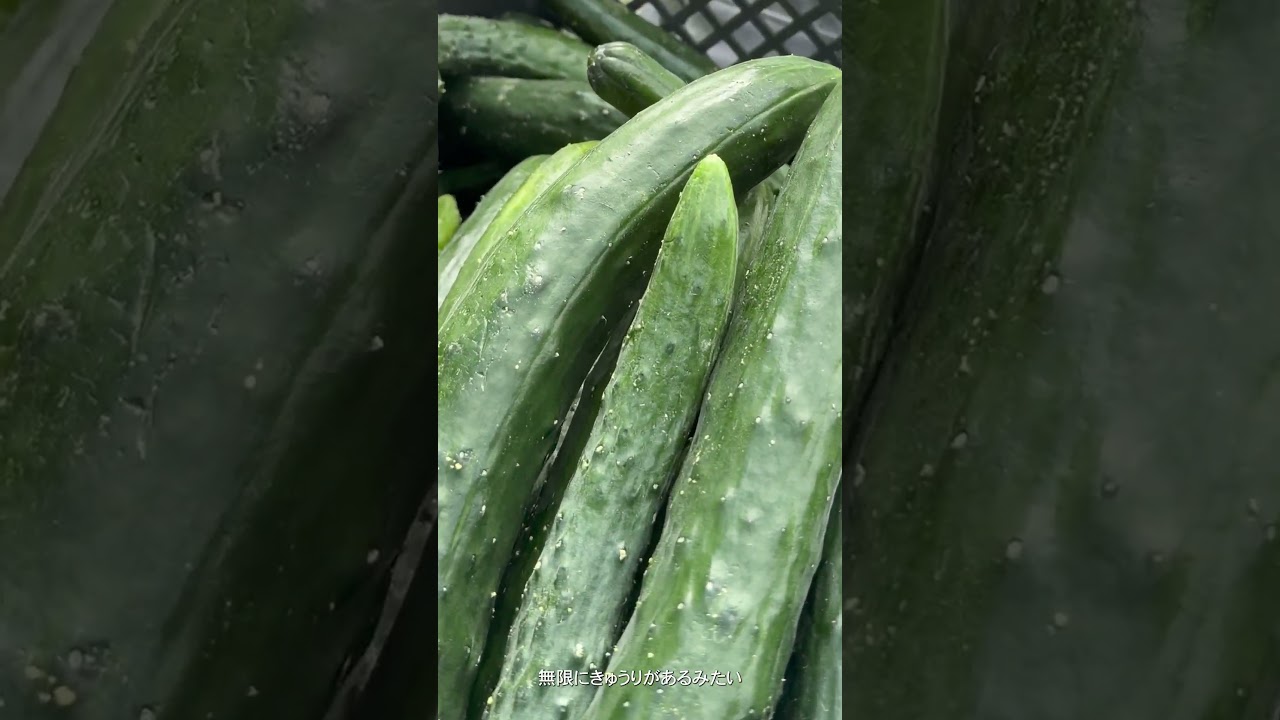 無限キュウリのつくりかた