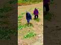 Traditional method of making natural green fertilizer in rice fields #shorts