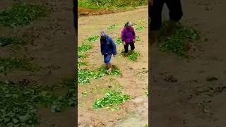 Traditional method of making natural green fertilizer in rice fields #shorts