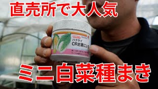 白菜の種まきのやり方#128621/8/12