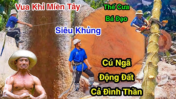 Cú Ngã Động Đất Ở Đình Thần Rung Rinh Vua Khỉ Cưa Cây Dầu Siêu Khủng Cạnh Bờ Tường Cực Mạo Hiểm