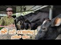 සූක්ෂම ක්‍රමයට කිරි ගව පාලනය 1 කොටස,Cattle Management episode 1¬ Agri Life with Dilupa Akalanka
