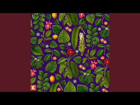 Dreams - Kings Kaleidoscope